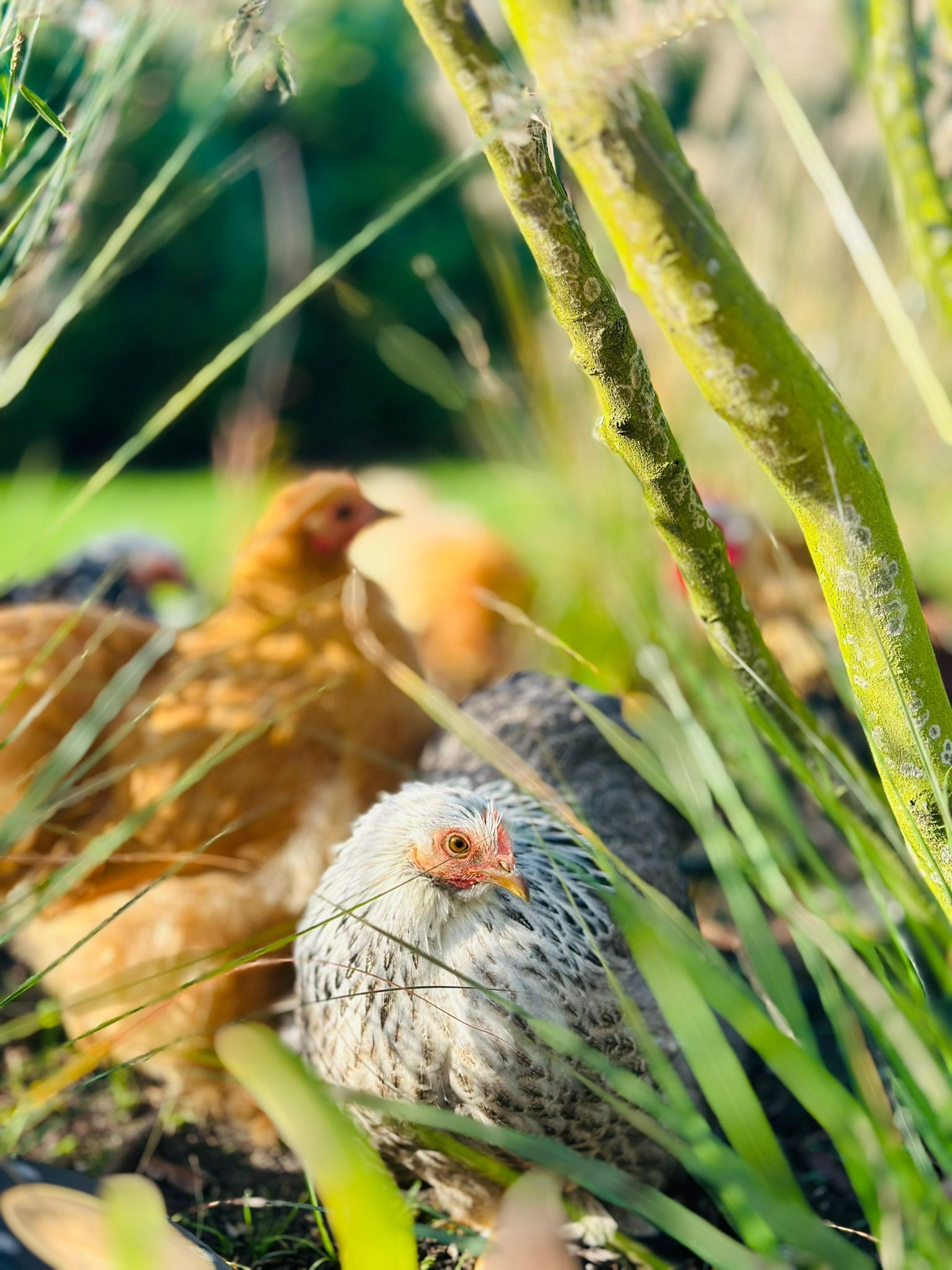 photo - Weidezicht | Bed - Beauty - Balance