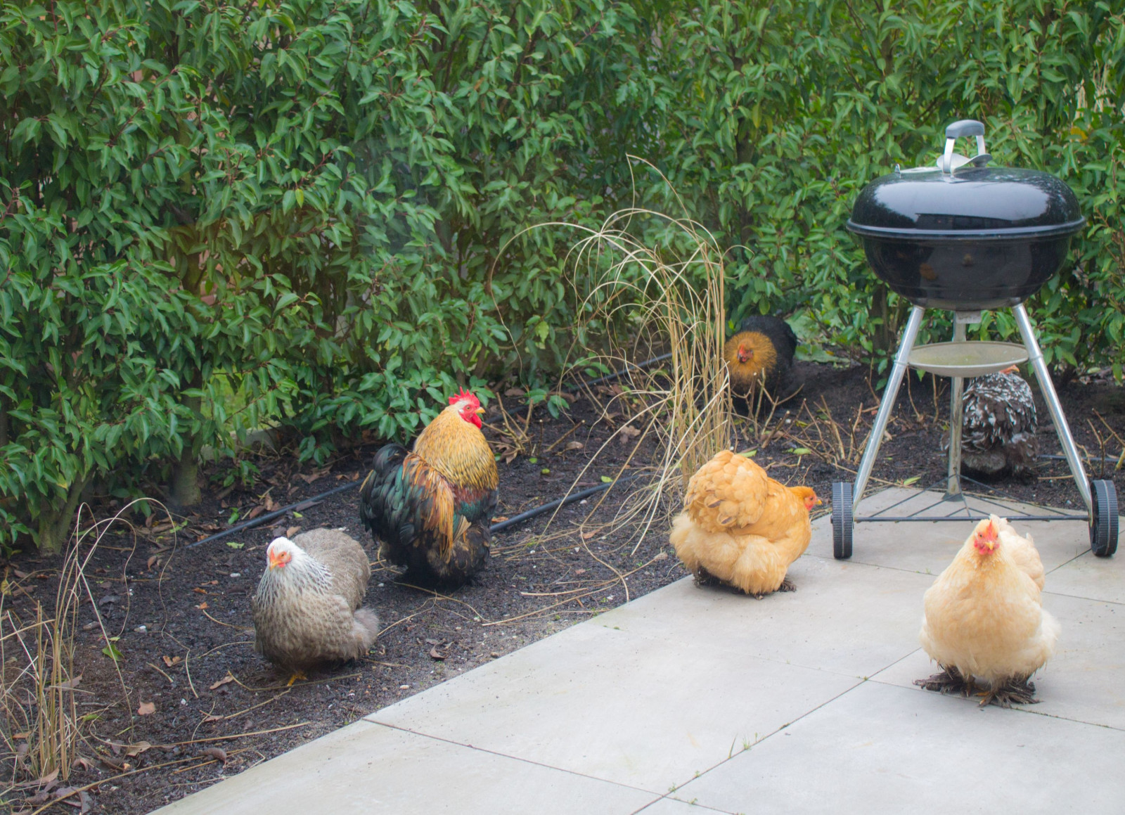 photo - Weidezicht | Bed - Beauty - Balance